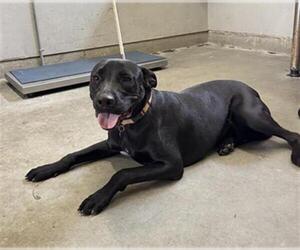 Labrador Retriever-Unknown Mix Dogs for adoption in Camarillo, CA, USA