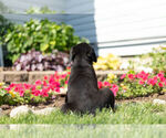 Small Photo #13 Rottweiler Puppy For Sale in NAPPANEE, IN, USA