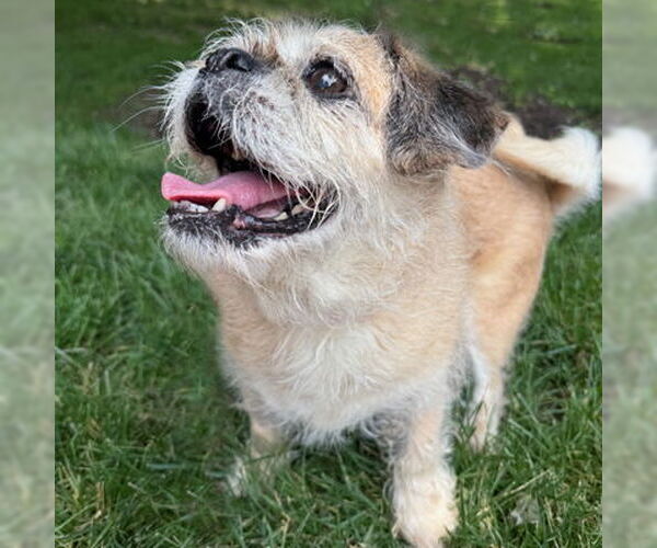 Medium Photo #12 Pug-Unknown Mix Puppy For Sale in Arlington, VA, USA