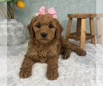 Small #3 Goldendoodle (Miniature)