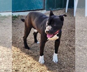 American Pit Bull Terrier-Unknown Mix Dogs for adoption in Batavia, NY, USA
