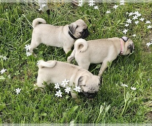 Pug Puppy for sale in NEW MADISON, OH, USA