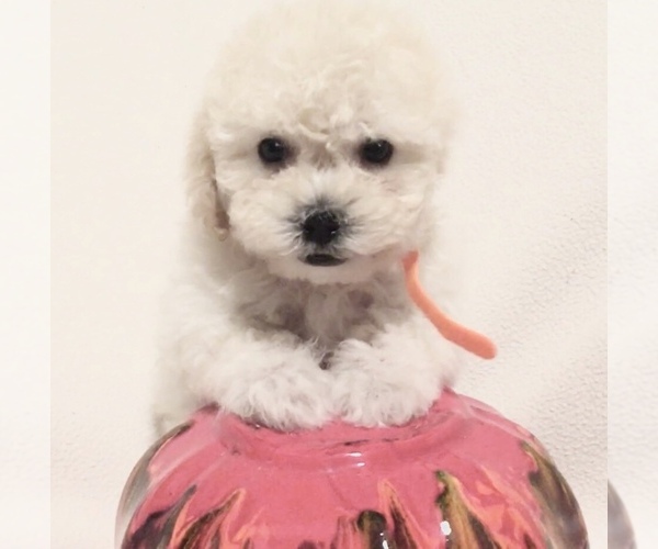 Medium Photo #12 Poodle (Toy) Puppy For Sale in SAFFORD, AZ, USA