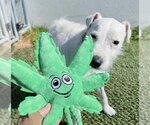 Small #6 Jack Russell Terrier Mix
