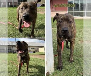 American Staffordshire Terrier-Unknown Mix Dogs for adoption in San Antonio, TX, USA