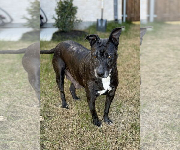 Medium Photo #7 Labrador Retriever-Unknown Mix Puppy For Sale in McKinney, TX, USA