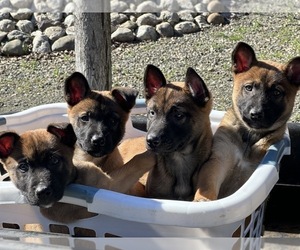 Belgian Malinois Puppy for Sale in VACAVILLE, California USA