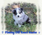 Small #2 Miniature Australian Shepherd