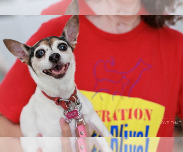 Medium Photo #4 Rat-Cha Puppy For Sale in The Woodlands, TX, USA