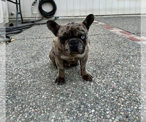 French Bulldog Dog for Adoption in FAIRFIELD, California USA