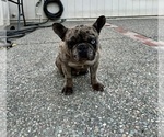 Small French Bulldog