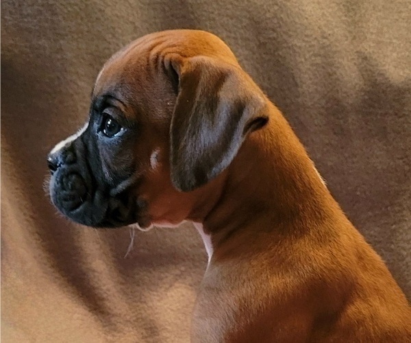 Full screen Photo #2 Boxer Puppy For Sale in SLATON, TX, USA