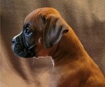 Small Photo #2 Boxer Puppy For Sale in SLATON, TX, USA