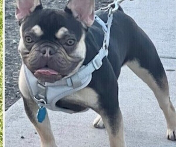 Medium Photo #1 French Bulldog Puppy For Sale in SUNNYSIDE, WA, USA