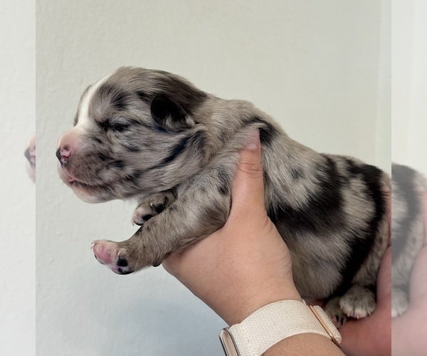 Medium Photo #8 Australian Shepherd Puppy For Sale in DEVINE, TX, USA