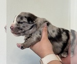 Small #7 Australian Shepherd