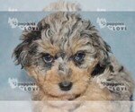 Small Photo #6 Aussiedoodle Puppy For Sale in SANGER, TX, USA