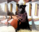 CHEF - Female Labrador Retriever-Unknown Mix Dog for Adoption - Small photo