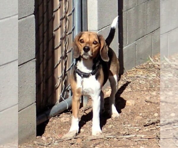 Medium Photo #4 Beagle-Unknown Mix Puppy For Sale in Tucson, AZ, USA