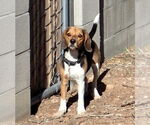 Small #3 Beagle Mix