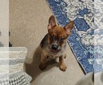 Small #5 Australian Cattle Dog