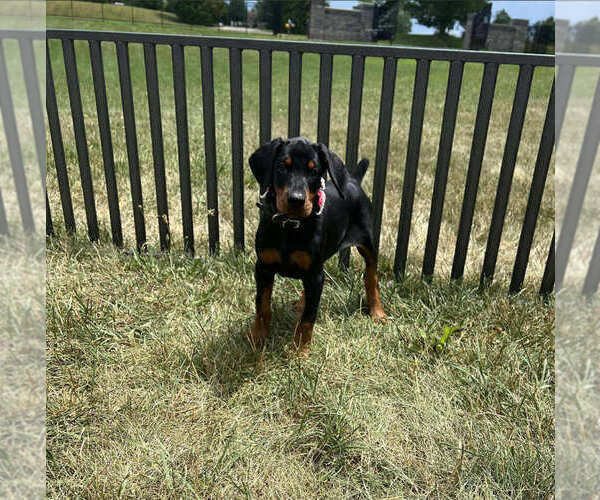 Medium Photo #3 Doberman Pinscher Puppy For Sale in WARSAW, IN, USA