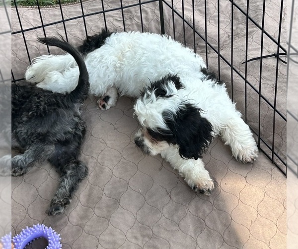 Medium Photo #5 Shih Tzu Puppy For Sale in GLOUCESTER, VA, USA