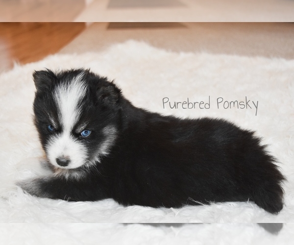 Medium Photo #3 Pomsky Puppy For Sale in KANSAS CITY, MO, USA