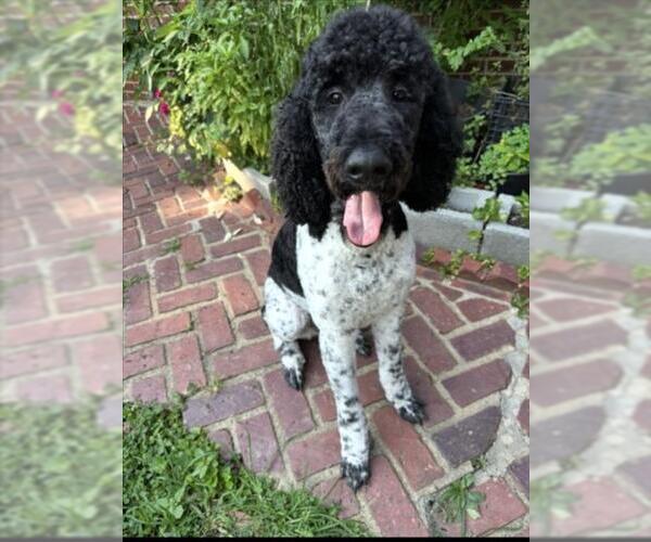 Medium Photo #1 Poodle (Standard) Puppy For Sale in Derwood, MD, USA