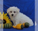 Small Photo #2 Bichon Frise Puppy For Sale in GORDONVILLE, PA, USA