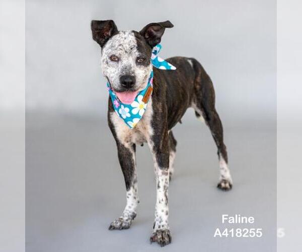 Medium Photo #2 American Pit Bull Terrier-Unknown Mix Puppy For Sale in Conroe, TX, USA