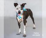 Small #1 American Pit Bull Terrier Mix
