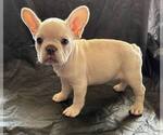 Small Photo #5 French Bulldog Puppy For Sale in UNDERWOOD, IA, USA