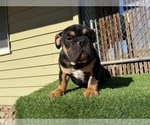 Small #20 English Bulldog