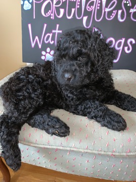 Medium Photo #1 Portuguese Water Dog Puppy For Sale in CALHOUN, GA, USA