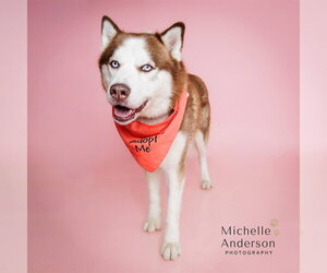 Siberian Husky Dogs for adoption in Corona, CA, USA