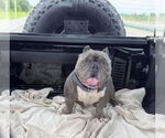 Small #5 Olde Bulldog