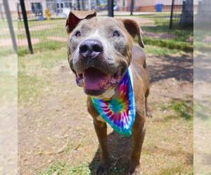 American Staffordshire Terrier Dogs for adoption in San Antonio, TX, USA