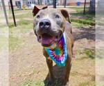 Small American Staffordshire Terrier