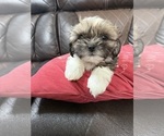Puppy Coco Shih Tzu