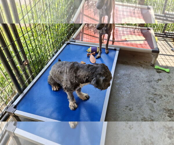Medium Photo #9 Mutt Puppy For Sale in Sebec, ME, USA