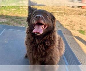 Pomeranian Dogs for adoption in Ojai, CA, USA