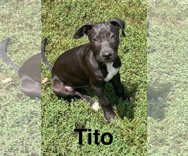 Medium Photo #3 Mutt Puppy For Sale in Topeka, KS, USA