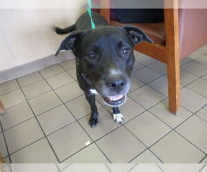 Labrador Retriever Dogs for adoption in Ocala, FL, USA