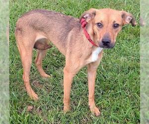 Black and Tan Coonhound-Unknown Mix Dogs for adoption in Akron, OH, USA