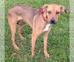 Small Black and Tan Coonhound Mix