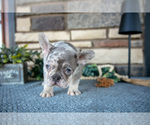 Small #2 French Bulldog