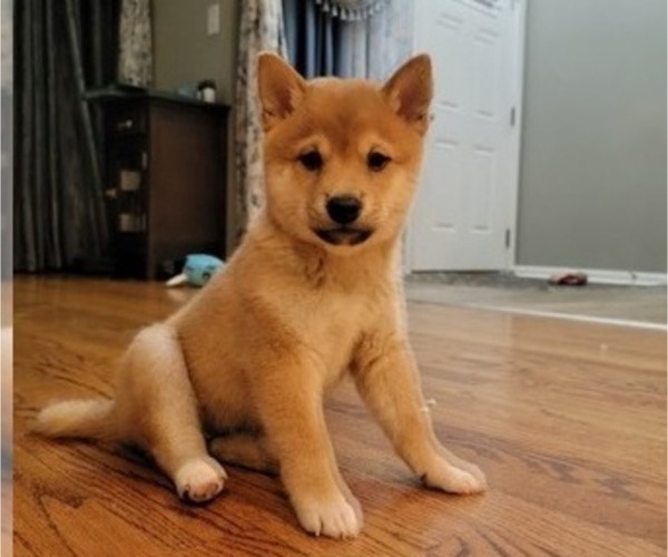 Medium Photo #18 Shiba Inu Puppy For Sale in CARPENTERSVILLE, IL, USA