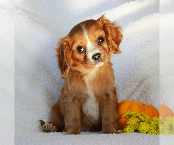 Medium Photo #1 Cavalier King Charles Spaniel Puppy For Sale in GORDONVILLE, PA, USA