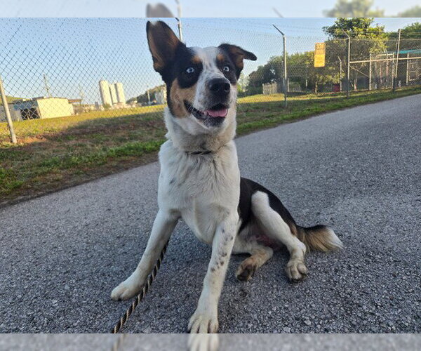 Medium Photo #1 Mutt Puppy For Sale in Ocala, FL, USA